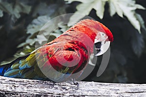 Portrait of a green-winged macaw ara parrot
