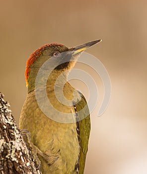 Portrait of a Green Woodpecker