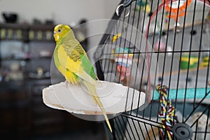 Portrait of a green and yellow budgerigar parakeet sitting on a cuttle fish bone on the side of her cage lit by window light