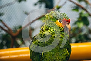 Portrait of a green, yellow and red parrot in an aviary