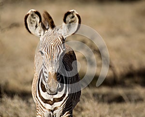 Portrait of a Grevy`s zebra foal