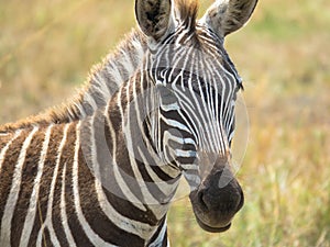 Portrait zebra foal, national park africa