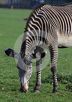 Grevys Zebra photo