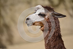 Portrait grey alpaca