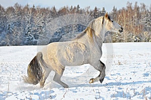 Portrait grey andalusian horse