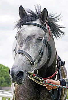 Portrait of a grey arabian horse