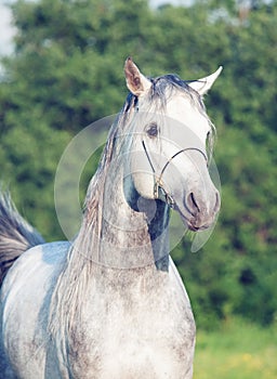 Portrait of grey arabian horse