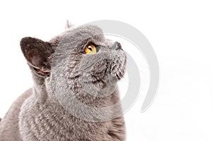 Portrait of a grey british cat