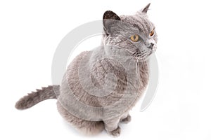 Portrait of a grey british cat