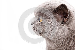 Portrait of a grey british cat