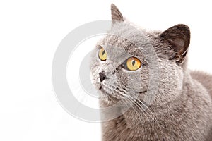 Portrait of a grey british cat