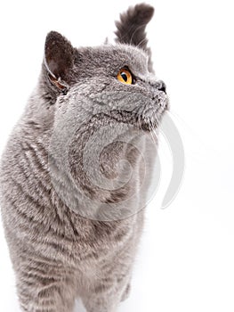 Portrait of a grey british cat photo