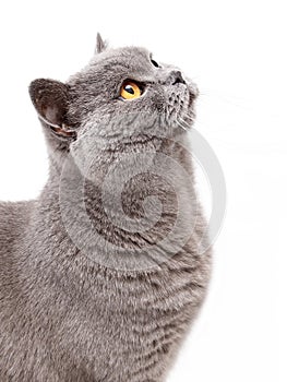 Portrait of a grey british cat photo