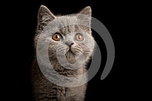Portrait of a grey british shorthaired kitten with golden eyes looking away on a black background