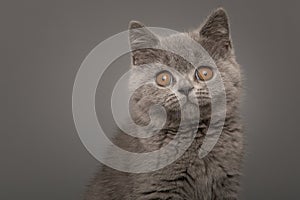 Portrait of a grey british shorthaired kitten with golden eyes looking at the camera on a grey background