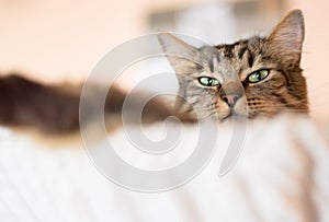 Portrait of grey cat, bottom view