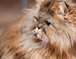 Portrait of a grey cat close-up in nature