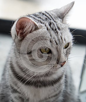 Portrait of grey cat cute