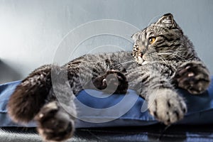 Portrait of grey cat cute relaxing