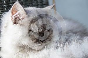 Portrait of grey cat cute relaxing