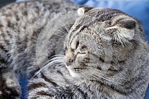 Portrait of grey cat cute relaxing