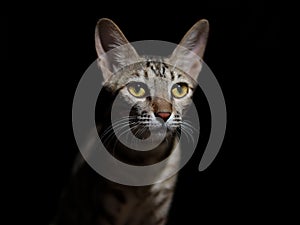 Portrait of a grey cat with stripes, close-up on black background