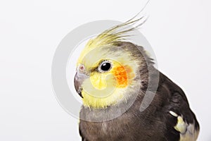 a grey cockatiel Nymphicus hollandicus in front of white background