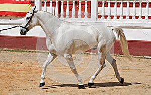 Portrait of a grey crossbred horse in the vet check photo