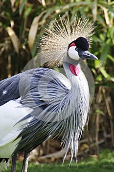 Portrait of a Grey Crowned Crane