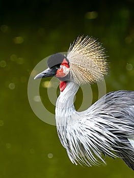 Portrait of grey crowned crane