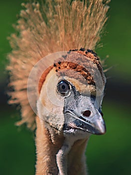 Portrait of the grey crowned crane (Balearica regulorum).