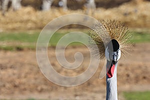 A portrait of The grey crowned crane (Balearica regulorum) in a safari of Israel