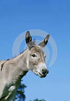 Portrait of Grey Domestic Donkey, a French Breed