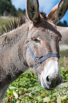 Portrait of a donkey