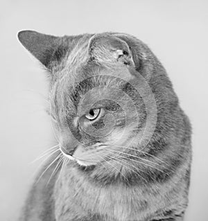 Portrait of a grey european short-hair cat