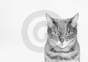 Portrait of a grey european short-hair cat