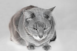 Portrait of a grey european short-hair cat