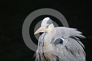 A portrait of a grey heron