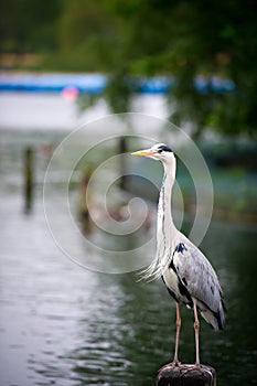 Portrait of a Grey Heron