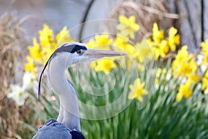 Portrait of a grey heron Ardea cinerea