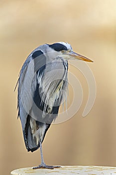 Portrait of a grey heron Ardea cinerea perched and preening in a harbor in Germany.
