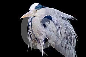 A portrait of grey heron with a black background