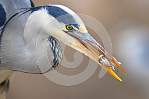 Portrait of Grey heron catching fish