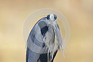 Portrait of a grey heron perched and preening in a harbor in Germany.