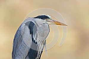 Portrait of a grey heron perched and preening in a harbor in Germany.