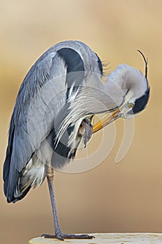 Portrait of a grey heron perched and preening in a harbor in Germany.