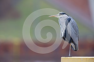 Portrait of a grey heron perched and preening in a harbor in Germany.