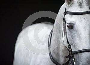 Portrait of grey horse on black background.