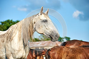 Portrait of a grey horse in a herd against the sky