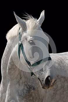 A portrait of grey horse isolated on black